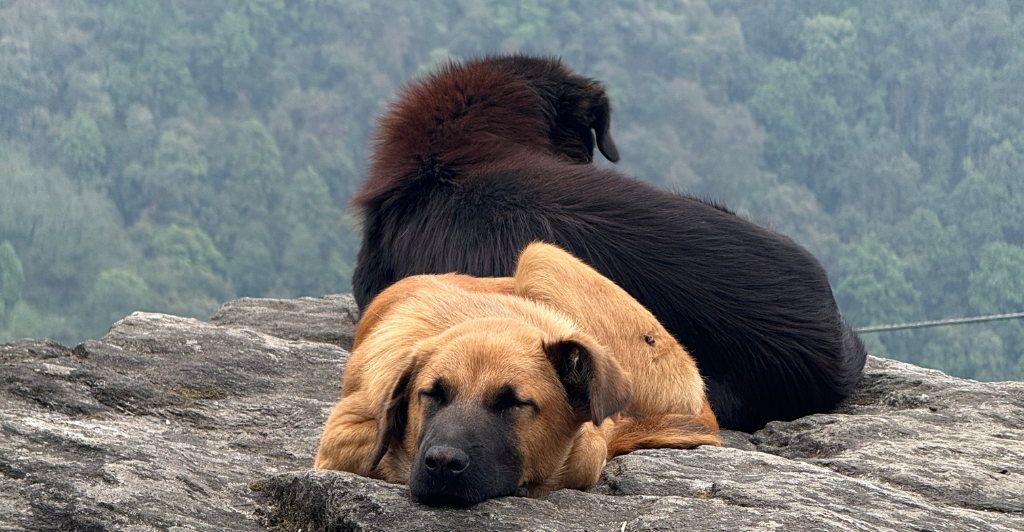 two dogs sleeping on mountain top