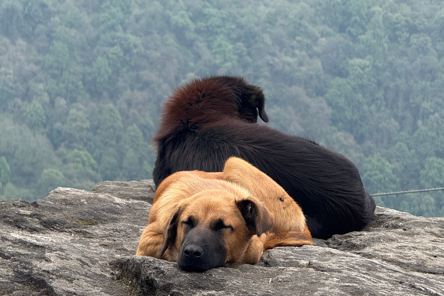 two dogs sleeping on mountain top